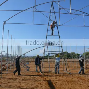 Galvanized Pipes Steel Structure 8m/9m/10m Greenhouse For Tomato thumbnail-4