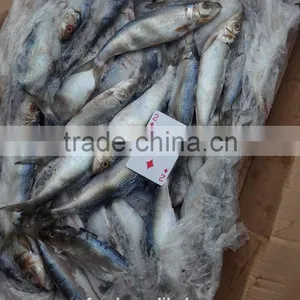 Frozen Sardine (sardinella Longiceps) ,New Arrivals thumbnail-5