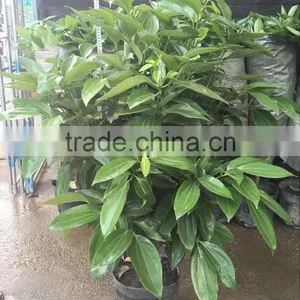 Cinnamomum Cassia Ornamental Plants thumbnail-4