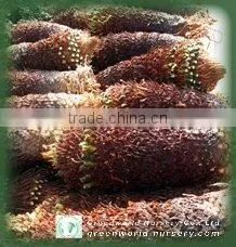 Cycas Revoluta Washing thumbnail-1
