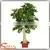 Factory Hot Sale Green Artificial Money Tree Make Cheap Outdoor Large Money Tree thumbnail-1