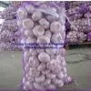 Garlic thumbnail-1