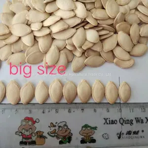 Big Size Shine Skin Pumpkin Seeds 10cm+ thumbnail-2