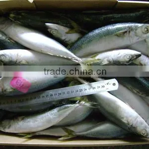 High Quality WR Frozen Scomber Japonicus Mackerel 250-300g thumbnail-1