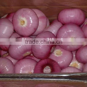 Yafod Chinese Red Onion thumbnail-1