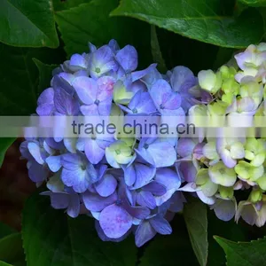 High Grade Best-Selling Hydrangea Flowers for Sale thumbnail-1