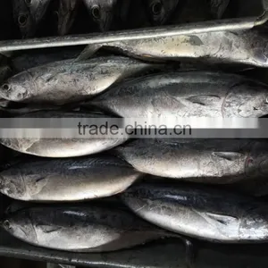 New Catching Seafrozen Bonito thumbnail-4