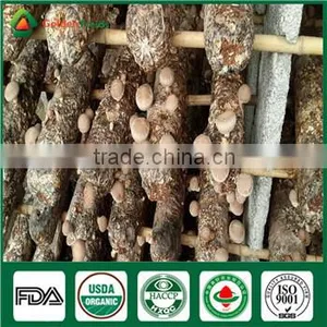 Mushroom Log Growing Spawn China Supplier Factory Price thumbnail-1