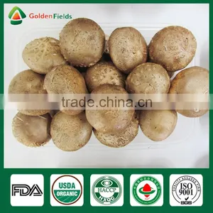Oak Tree Mushrooms,Shiitake Mushroom Kit,Organic Shiitake Mushroom thumbnail-1