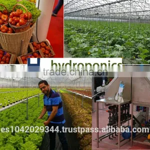 Versatile Tropical Greenhouses for NFT, Hydroponics and Drip Irrigation thumbnail-1