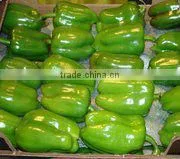 Fresh Capsicum thumbnail-1