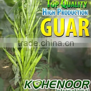 Guar Beans for Sowing thumbnail-1