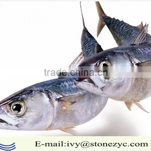 2016 New Coming Fresh Frozen Mackrel Fish thumbnail-2