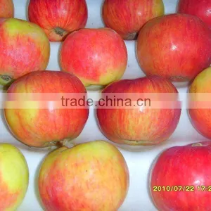 Gala Apple thumbnail-1