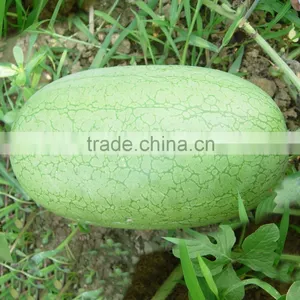 Hybrid f1 Watermelon Seeds-Beautiful Exquisite thumbnail-1