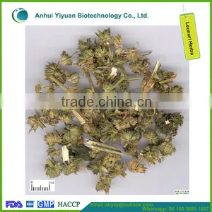 2016 New Products Leonuri Herba (Yi mu Cao) thumbnail-3