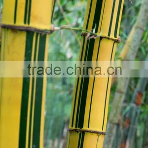 Yellow Groove Bamboo Seedling thumbnail-2