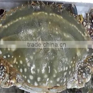 IQF BQF Fresh Frozen Whole or Half Cut Crabs thumbnail-1
