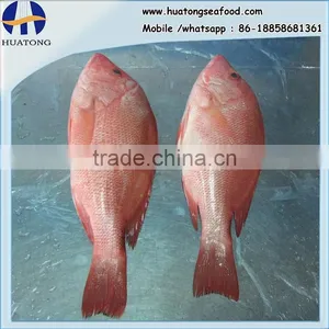 Frozen Red Snapper From Zhejiang of China thumbnail-1