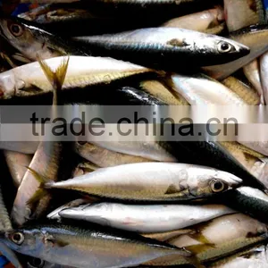 Frozen Pacific Mackerel Fish thumbnail-2