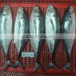 Horse Mackerel Size 4/6/ Horse Mackerel Fish thumbnail-6