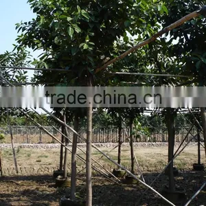 Ficus Altissima Potted for Outdoor Plants thumbnail-1