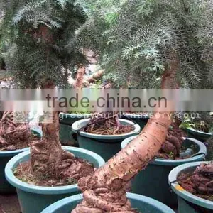 Araucaria Heterophylla Plants thumbnail-1