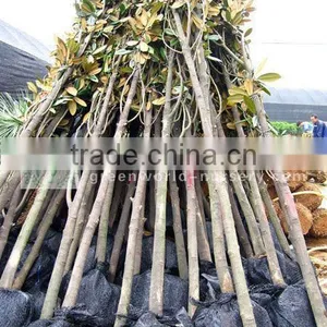 Magnolia Grandiflora Exporter and Grower thumbnail-1