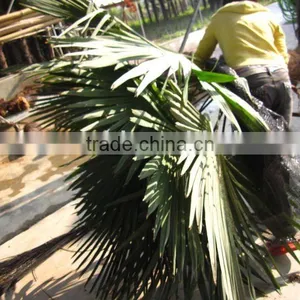 Trachycarpus Fortunei Windmill Palms thumbnail-1