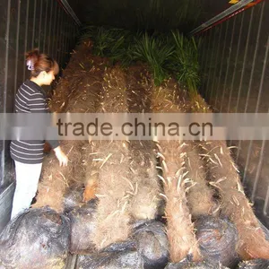 Trachycarpus Fortunei in Container thumbnail-1