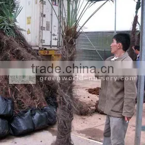 Trachycarpus Fortunei Potted and Rooted thumbnail-1