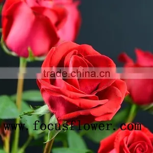 Natural Long Stem Flowers Fresh Cut Flowers Ecuador Flower Wholesaler Carola in Good Service thumbnail-1