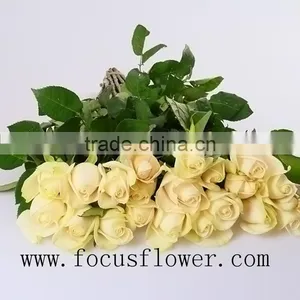 Export Kunming Natural Fresh Cut Flowers Fancy Items Fresh Jasmine Flowers Jasmine Flower Wholesale thumbnail-6