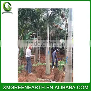 Wodyetia Bifurcata - Foxtail Palm (3) thumbnail-1