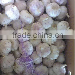 White Garlic,pure White Garlic thumbnail-3