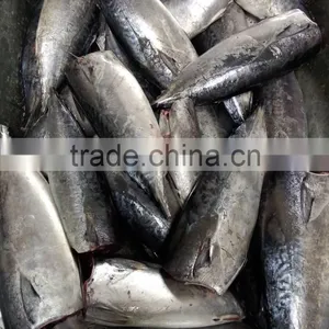 2015 Frozen Bonito HGT 300g+/pc for Canned thumbnail-4