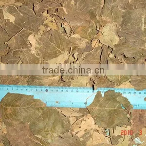 Dried Patchouli Leaves From Indonesia is the Best thumbnail-1