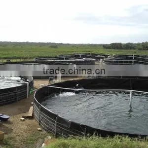 the Most Economical Recirculating Aguaculture System(RAS) thumbnail-1