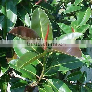 Ficus Elastica, Rubber Tree, India Rubber Fig thumbnail-1