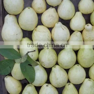 Guava thumbnail-2