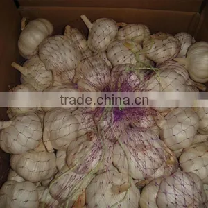Supply Fresh Garlic thumbnail-1