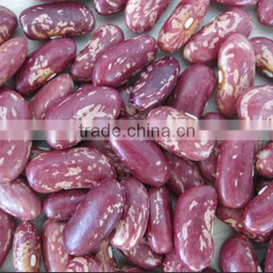 Purple Speckled Kidney Bean thumbnail-2