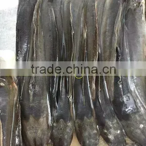Frozen Catfish on Sale thumbnail-1