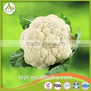 Fresh Round Cabbage in Good Fresh Condition thumbnail-3