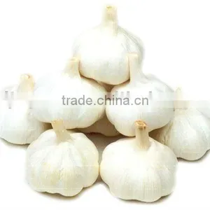 Pure White Garlic thumbnail-1