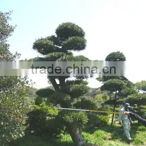 Garden Tree Podocarpus Japanese Big Bonsai thumbnail-1