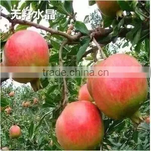 Easy Survival Pomegranate Seedling thumbnail-2
