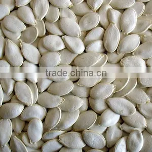 Pumpkin Seeds thumbnail-1
