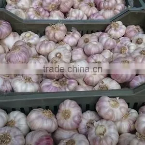 Fresh Style White Garlic From Cold Storage thumbnail-4