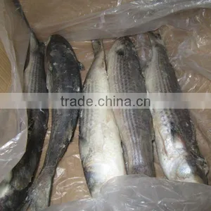 Frozen Grey Mullet Fish(1000-1500g) thumbnail-1